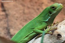 Kurzkamm-Fidschileguan (Brachylophus bulabula) im Kölner Zoo