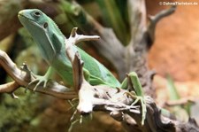 Kurzkamm-Fidschileguan (Brachylophus bulabula) im Kölner Zoo