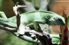 Kurzkamm-Fidschileguan (Brachylophus bulabula) im Kölner Zoo