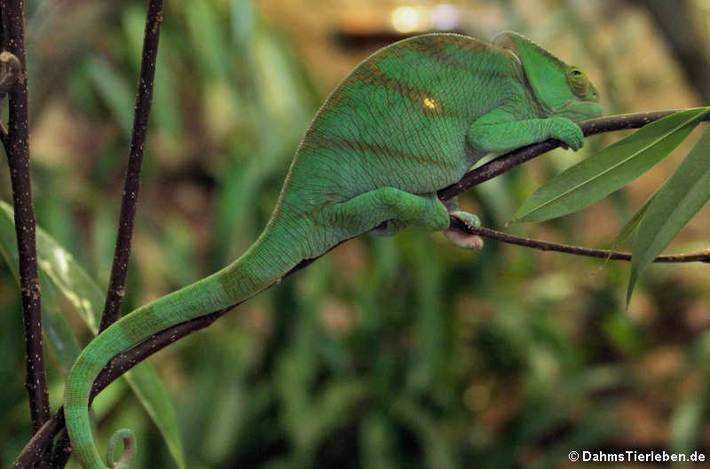 Parsons Chamäleon (Calumma parsonii)