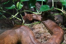 Pazifikboa (Candoia aspera) im Kölner Zoo