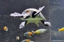 Papua-Weichschildkröte (Carettochelys insculpta) im Kölner Zoo