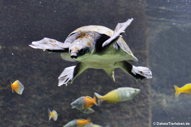 Carettochelys insculpta