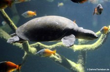 Papua-Weichschildkröte (Carettochelys insculpta) im Kölner Zoo