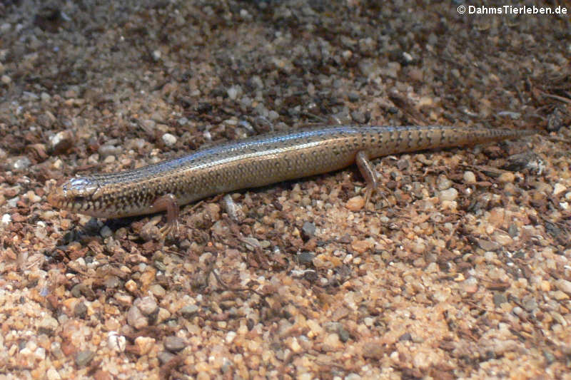 Chalcides ocellatus