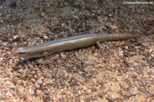 Gefleckter Walzenskink (Chalcides ocellatus) im Kölner Zoo