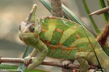 Jemen-Chamäleon (Chamaeleo calyptratus) im Kölner Zoo