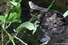 Glattrücken-Schlangenhalsschildkröte (Chelodina longicollis) im Kölner Zoo