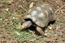 Köhlerschildkröte (Chelonoidis carbonaria) im Kölner Zoo