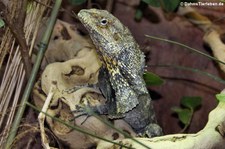 Kragenechse (Chlamydosaurus kingii) im Kölner Zoo