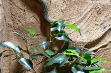 Grüne Schmuckbaumnatter (Chrysopelea ornata) im Kölner Zoo