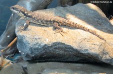 Tansania-Zwerggürtelschweif (Cordylus tropidosternum) im Zoo Köln