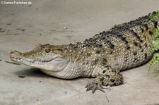 Philippinenkrokodil (Crocodylus mindorensis) im Kölner Zoo