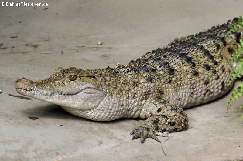 Philippinen-Krokodil Crocodylus mindorensis-3