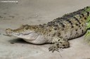 Crocodylus mindorensis