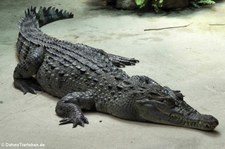 Philippinenkrokodil (Crocodylus mindorensis) im Kölner Zoo