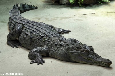 Philippinen-Krokodil (Crocodylus mindorensis)