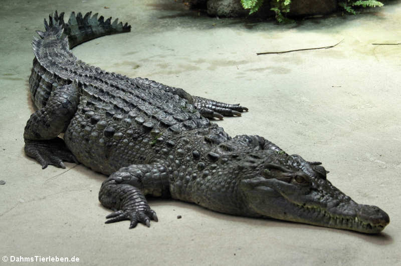 Philippinen-Krokodil Crocodylus mindorensis-2