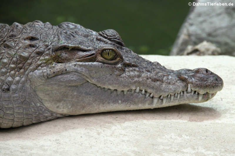 Philippinen-Krokodil Crocodylus mindorensis-1