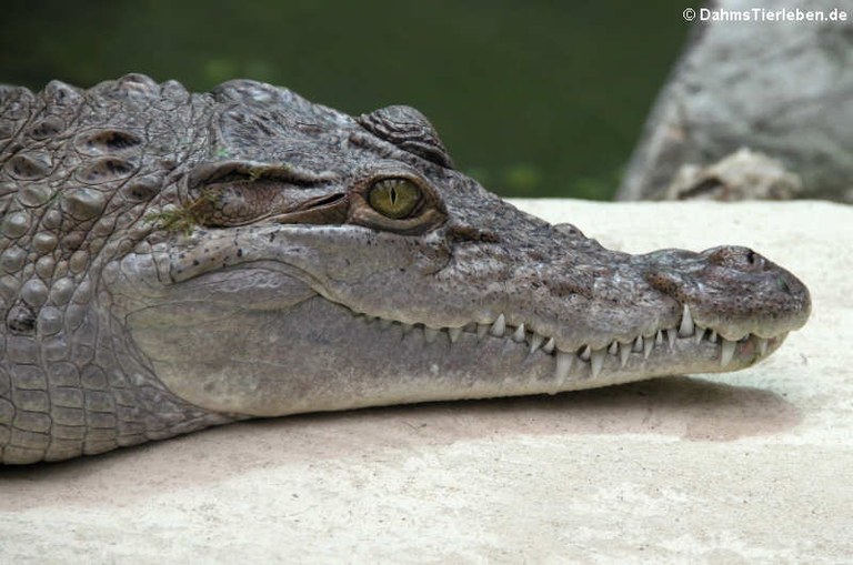 Crocodylus mindorensis