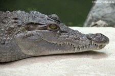 Philippinenkrokodil (Crocodylus mindorensis) im Kölner Zoo