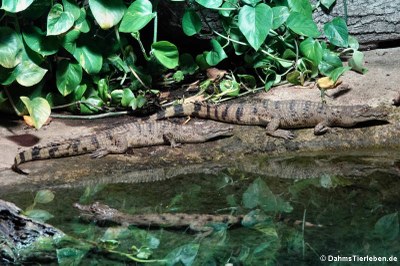 Junge Philippinen-Krokodile (Crocodylus mindorensis)