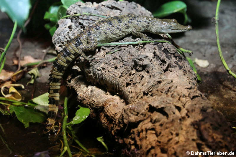 Junges Philippinen-Krokodil (Crocodylus mindorensis)