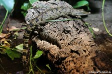 Junges Philippinenkrokodil (Crocodylus mindorensis) im Kölner Zoo