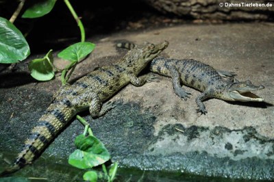 Junge Philippinen-Krokodile (Crocodylus mindorensis)