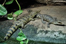 Junge Philippinenkrokodile (Crocodylus mindorensis) im Kölner Zoo