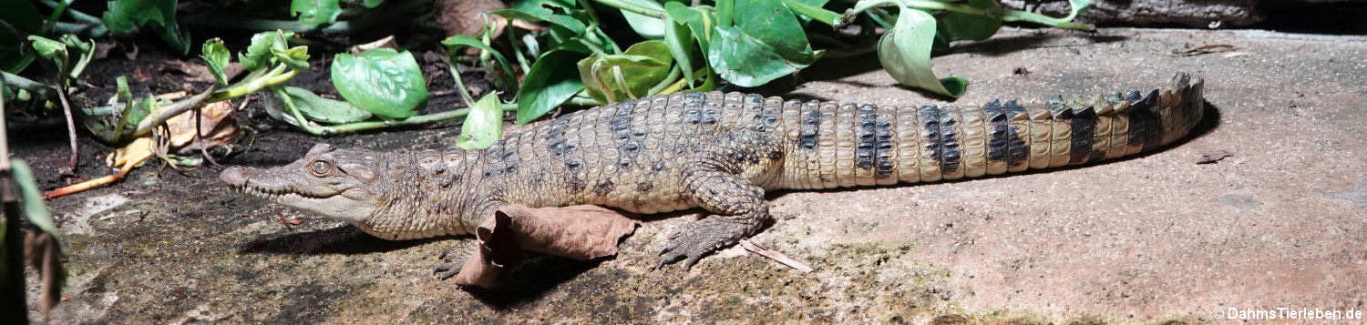 Philippinen-Krokodil (Crocodylus mindorensis)