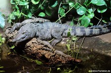 Philippinenkrokodil (Crocodylus mindorensis) mit Jungtieren im Kölner Zoo