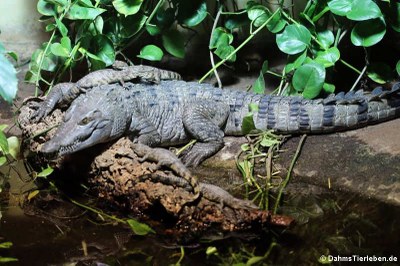 Philippinen-Krokodil mit Jungtieren (Crocodylus mindorensis)