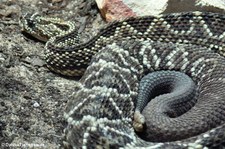 Cascabel oder Schauer-Klapperschlange (Crotalus durissus durissus) im Kölner Zoo