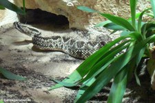 Cascabel oder Schauer-Klapperschlange (Crotalus durissus durissus) im Kölner Zoo