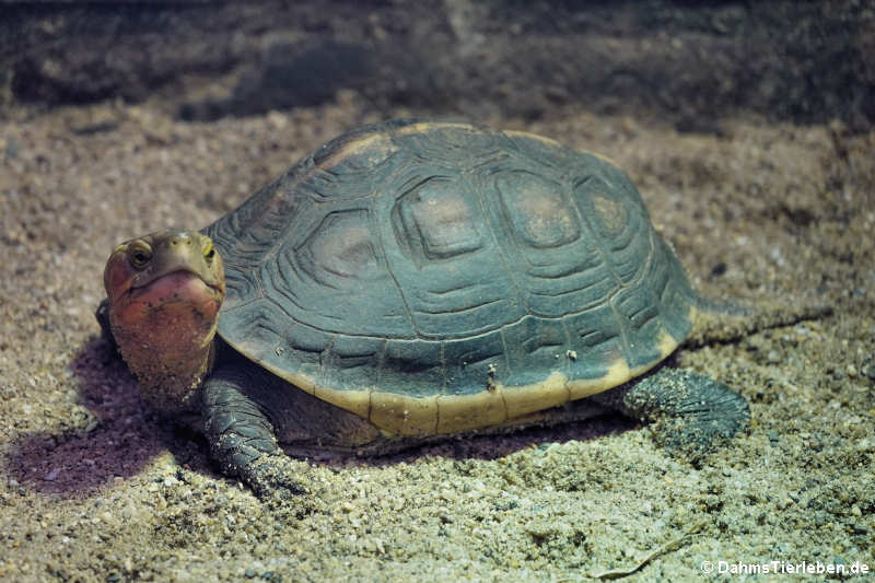 Gelbrand-Scharnierschildkröte (Cuora flavomarginata)