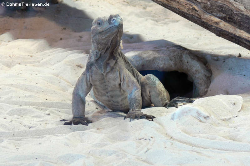 Nashornleguan (Cyclura cornuta)