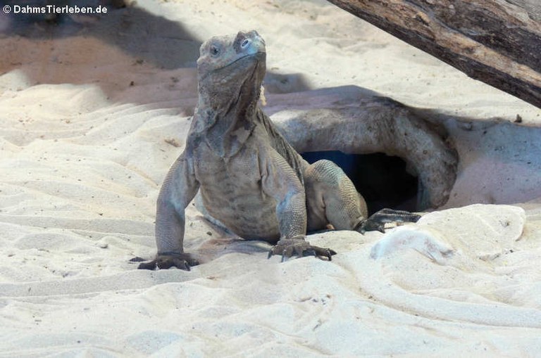 Cyclura cornuta