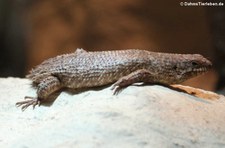 Dornschwanz-Stachelskink (Egernia stokesii) im Kölner Zoo