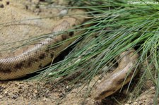 Tatarische Sandboa (Eryx tataricus) im Kölner Zoo