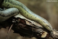 Tatarische Sandboa (Eryx tataricus) im Kölner Zoo