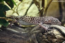 Leopardgecko (Eublepharis macularius) im Kölner Zoo