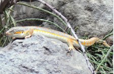 Algerischer Skink (Eumeces algeriensis) im Kölner Zoo