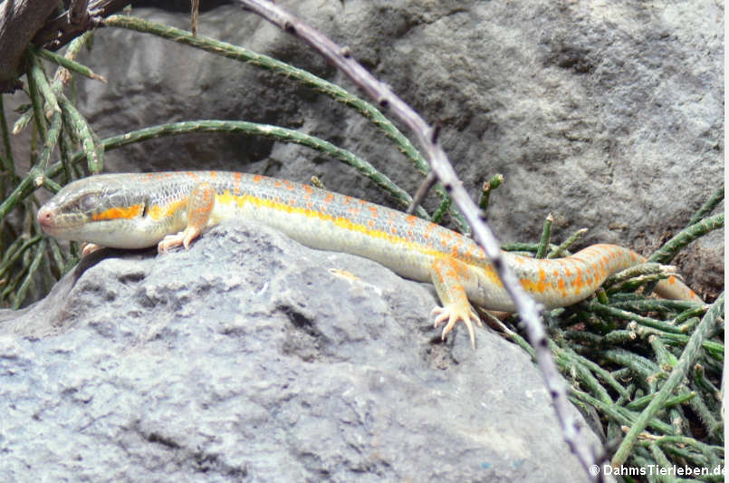 Algerischer Skink (Eumeces algeriensis)