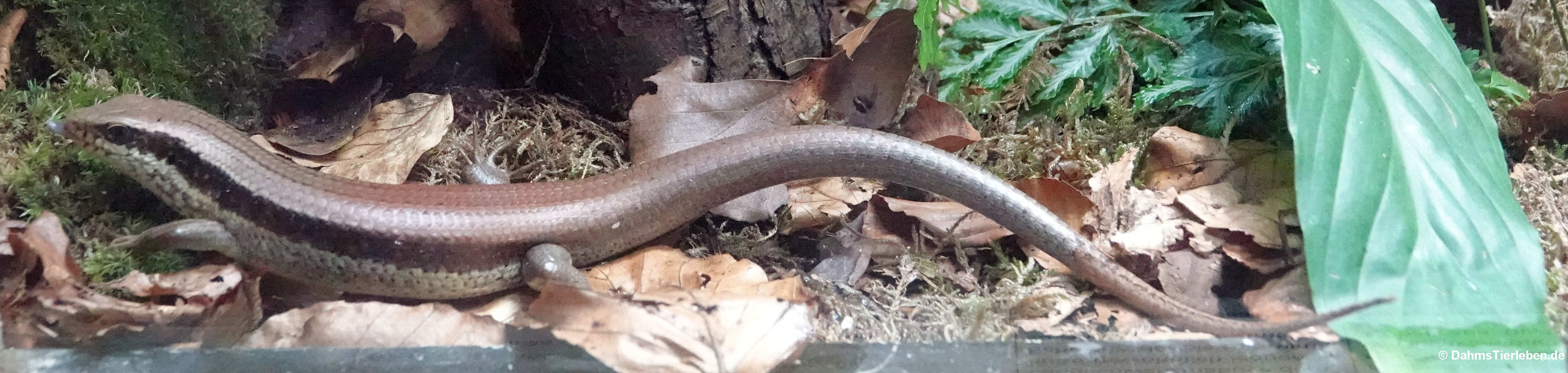 Eutropis longicaudata