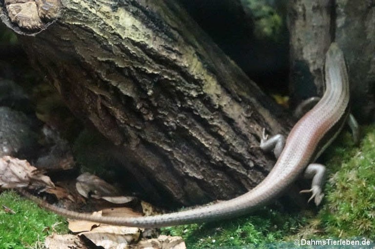 Eutropis longicaudata