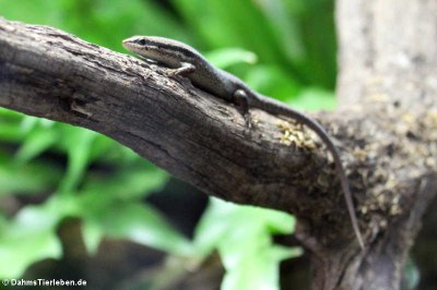 Bronzeskink (Eutropis macularia)