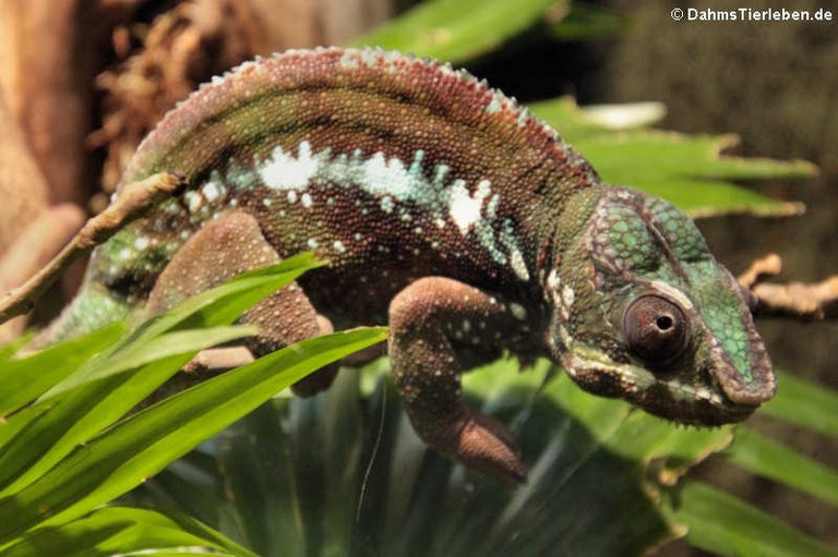 Furcifer pardalis