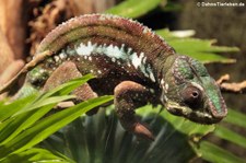 Pantherchamäleon (Furcifer pardalis) im Kölner Zoo