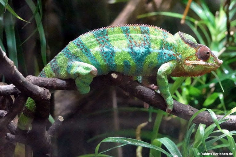 Furcifer pardalis